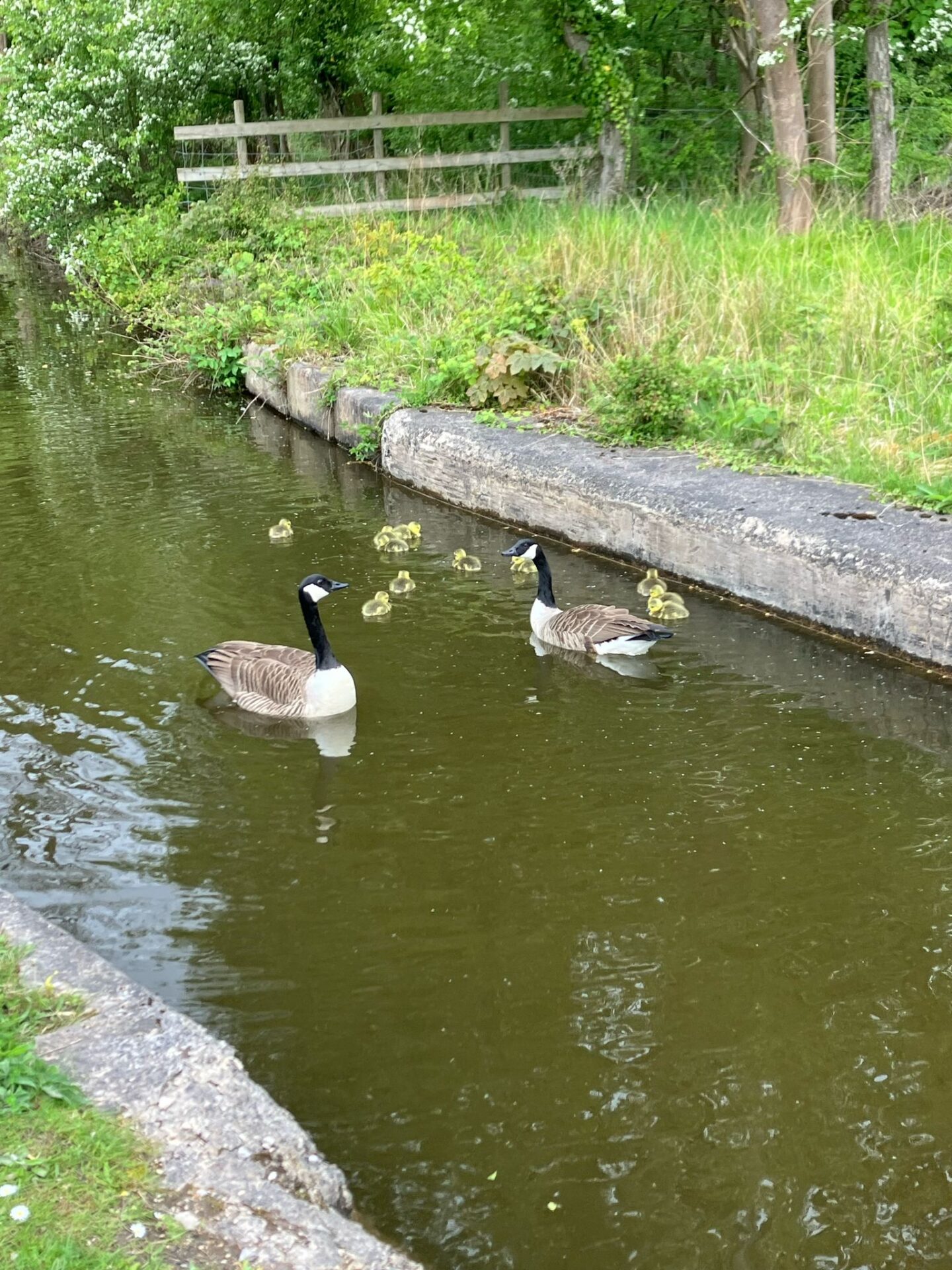 May Stroll